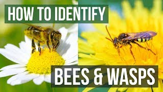 Bee or Wasp How to Identify Bees and Wasps [upl. by Nolrev281]