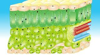 Animation 91 The structure of the leaf [upl. by Tirrell]