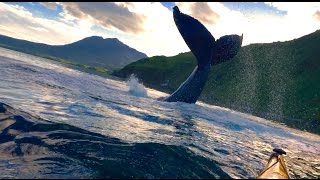 AMAZING Humpback Whale SLAPS Tail at Kayakers [upl. by Fidelity773]