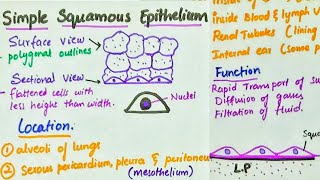 Simple Squamous Epithelium  Location  Function [upl. by Airotcivairam]