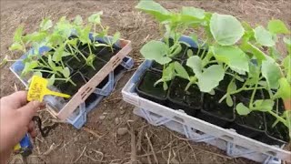 Planter les melons en pleine terre [upl. by Junie]