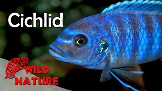 Lake Malawi Cichlids  WILD NATURE [upl. by Spoor]