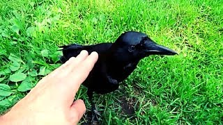 Pet crow acts like a Dog [upl. by Nelleoj418]