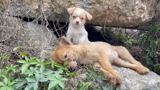 The cry for help of two dogs abandoned by their cruel owner on the side of the road and I saved them [upl. by Bainter]