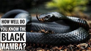 Black mamba  Description Characteristics and Facts [upl. by Aserret658]