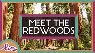 The World’s Tallest Trees  Explore the Redwoods  SciShow Kids [upl. by Noled326]