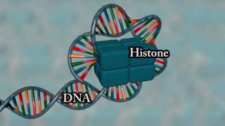 Chromosome structure  Medical animation [upl. by Llemar]