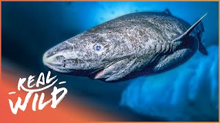 The Greenland Shark The Search For A 400YearOld Monster  Natural Kingdom  Real Wild [upl. by Melena675]