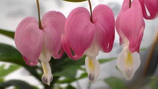 Bleeding Heart Plant [upl. by Obadias]