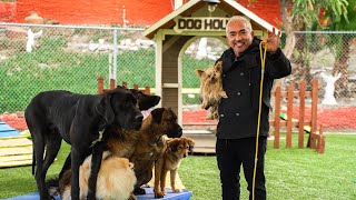 CESAR MILLAN TEACHES YOU HOW TO USE THE LEASH [upl. by Elburt]