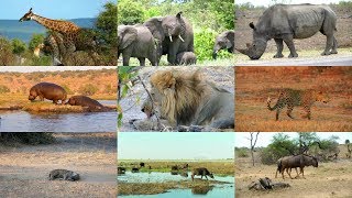 Animales Africanos para niños con vídeos [upl. by Kenyon242]