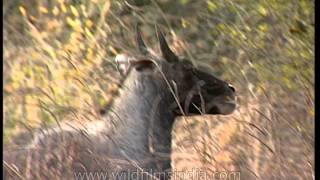 Nilgai at Sariska Tiger Reserve [upl. by Mandi]