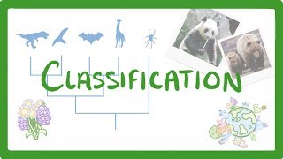 GCSE Biology  Classification 80 [upl. by Lemrej]