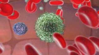 Immune System  Natural Killer Cell [upl. by Boeke39]