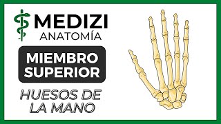 Anatomía de Miembro Superior MMSS  Huesos de la mano [upl. by Niwled]