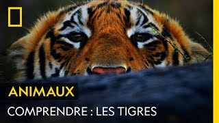 COMPRENDRE  Les tigres [upl. by Daney]