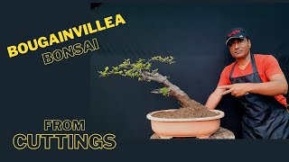 Bougainvillea Bonsai By Cuttings  A Big Yes [upl. by Jecoa928]