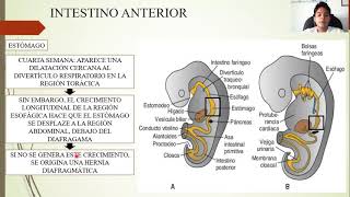 EMBRIOLOGÍA SISTEMA DIGESTIVO [upl. by Meehsar]