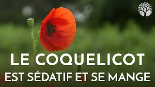 Le bon conseil  focus sur la coqueluche [upl. by Elleon465]