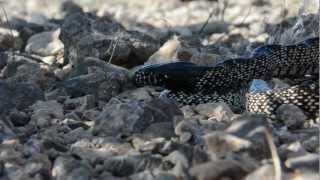 Kingsnake eats Mojave Rattlesnake [upl. by Fryd173]