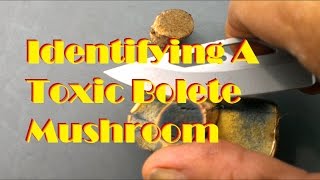 Identifying A Toxic Bolete Mushroom [upl. by Yasdnil]