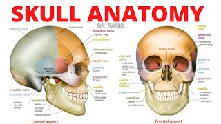 Skull Anatomy  Bones of Skull [upl. by Donough]