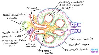 Renal Anatomy  The Glomerulus [upl. by Illah505]