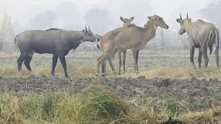 Nilgai [upl. by Airdnal21]