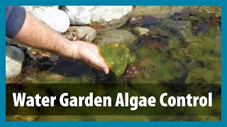 Water Gardens  Algae Control  Algae Treatment for Ponds [upl. by Courcy]