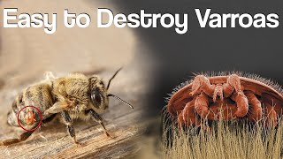 Destroy Varroa Mites Step by Step Natural Method [upl. by Amolap]