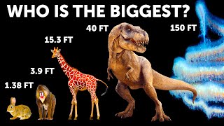 Animal Size Comparison Whales Arent Biggest [upl. by Kolivas]