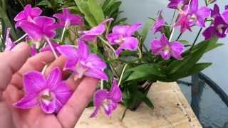 DENDROBIUM PHALAENOPSIS ORCHID CARE TIPS [upl. by Adali318]