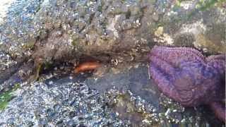 Exploring Ocean Tide Pools [upl. by Icam624]