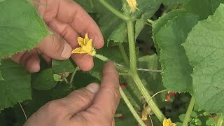 Growing cucumbers in your garden [upl. by Beyer]