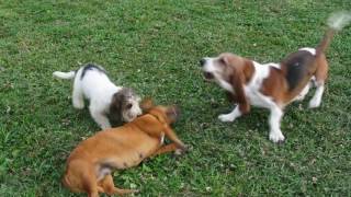 Miniature Basset Hounds at play [upl. by Popelka]