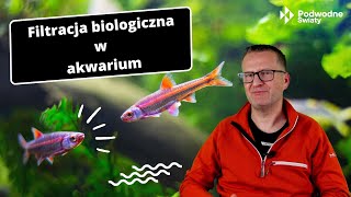 Filtracja biologiczna w akwarium Biological filtration in the aquarium [upl. by Borchert]