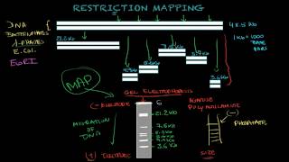 Restriction mapping  Biology tutorial [upl. by Yetak]