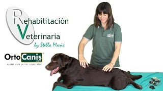 Rehabilitación veterinaria El masaje en perros [upl. by Pacificia]