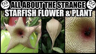 SPECTACULAR STARFISH BLOOMS FACTS amp CARE  Stapelia gigantea The Starfish Plant [upl. by Aserat]