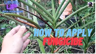 How to Apply Fungicide to your Plants [upl. by Atlanta]