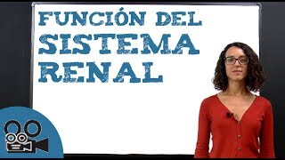 Función del sistema renal [upl. by Formica]