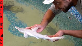 CATCHING a Pet BABY SHARK for Home AQUARIUM [upl. by Ehpotsirhc]