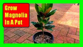 How To Grow Magnolia Trees In Pots Magnolia Care Tips [upl. by Fan]