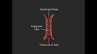 Embriología cardiovascular resumen [upl. by Fotzsyzrk]