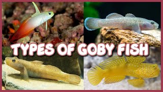 Types of Goby Fish  Both Freshwater amp Saltwater Gobies [upl. by Burrill]