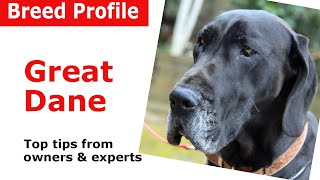 Great Dane dog breed guide [upl. by Ellek]