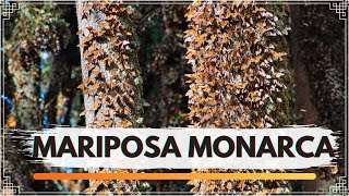 ¡¡ SANTUARIO DE LA MARIPOSA MONARCA [upl. by Novyaj]