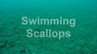 Swimming Scallops [upl. by Imrots]