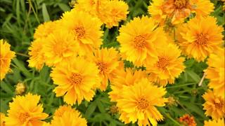 Coreopsis grandiflora [upl. by Kaycee]