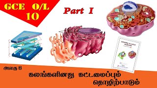 கலம்  Cell structure amp function  Grade 10 Science  GCE OL Tamil Medium [upl. by Sinegra]